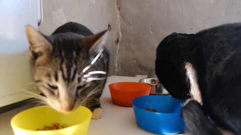 Hungry kittens eating their favorite food