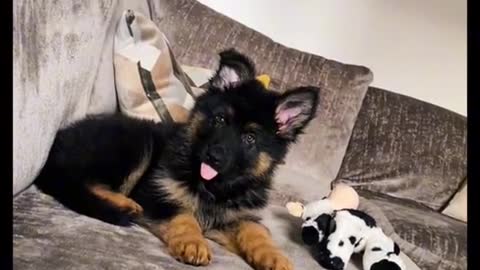 Do You Have A German Shepherd?