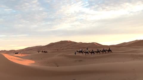 Camels are barren desert shops