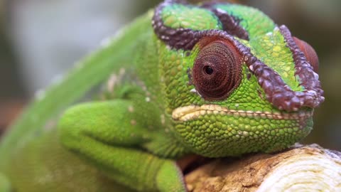 Chameleon camouflage