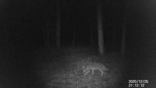 Coyote in central oregon