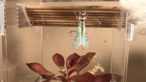 Mind-blowing Mantis Molt Time-lapse!