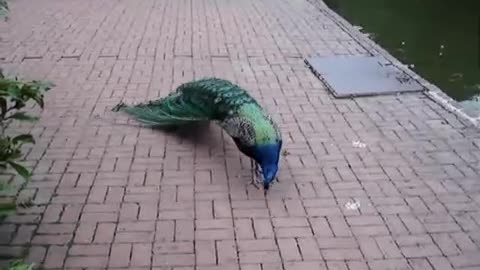 Peacock Scare