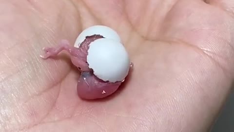 Hatching of a Parrot Egg!!!