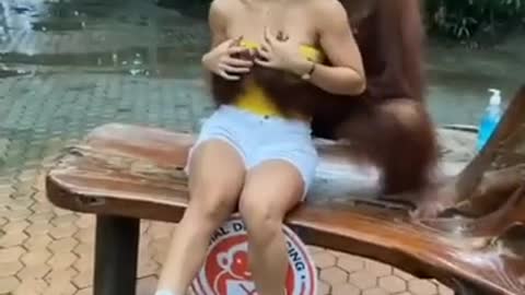 orangutan love molested beautiful lady