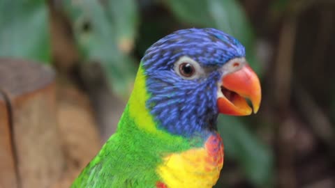 Rainbow Lorikeet parrot