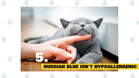 Russian Blue Cats 101 : Fun Facts & Myths