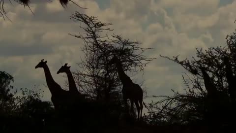Nothing can beat a mother's spirit!.See how a Giraffe kicks so many lions to save her baby.