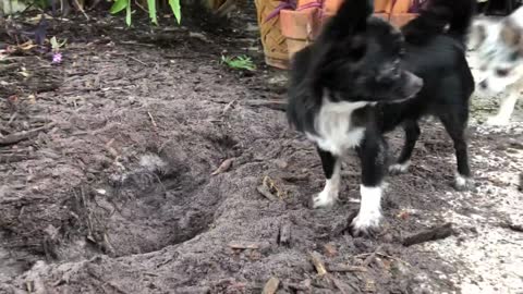 Tiny chihuahua digs up the yard looking for her buried bone