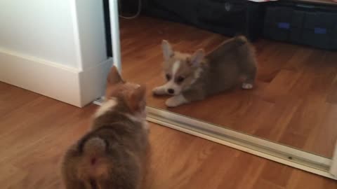 Corgi Puppy Has A Hilarious Reaction To Seeing Its Reflection In The Mirrors