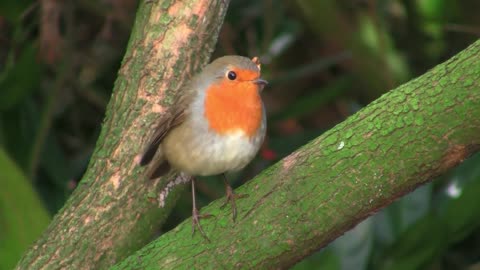 Robin Bird Free Stock Videos - Copyright Free Videos and Motion Graphics - Creative Commons