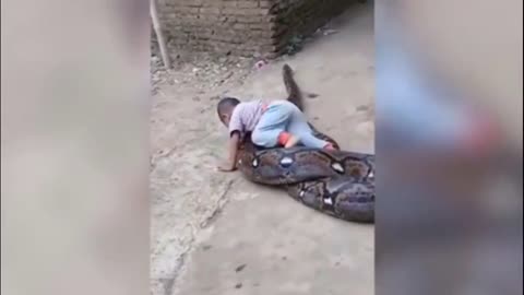 GIANT SNAKE FILMED WITH A CHILD