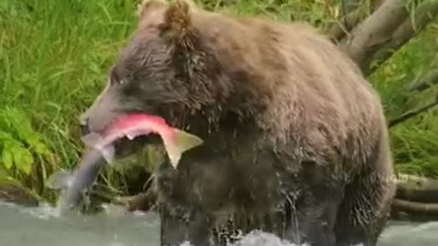 Brown bear catches salmon