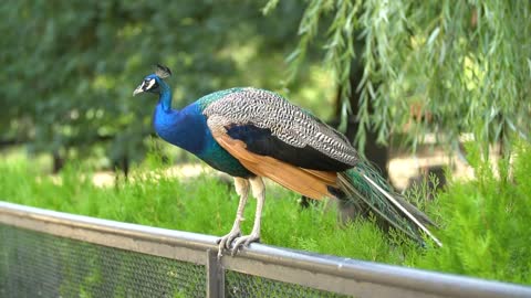 Peacock standing on a fence