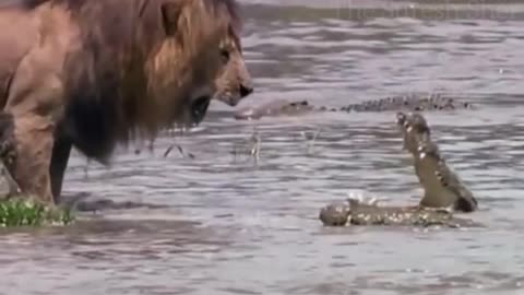 Lion angry at to crocodile
