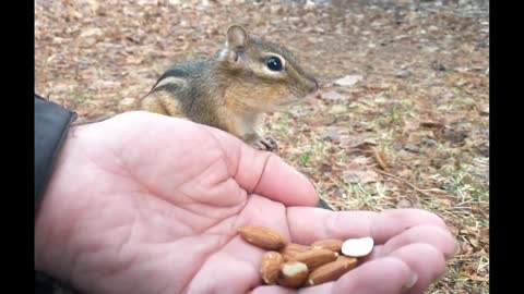 Babe the Chipmunk Loves to Eat Almonds #shorts