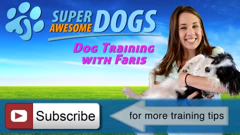 How to Potty Train Your Dog in 7 Days | Super Awesome Dogs