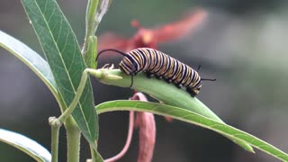 Executioner Wasp Preys on Caterpillar