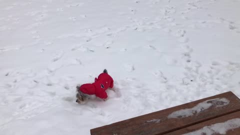 Adorable dog in snowsuit enjoys the snow