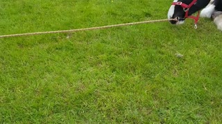 Energetic Dog and His Horse