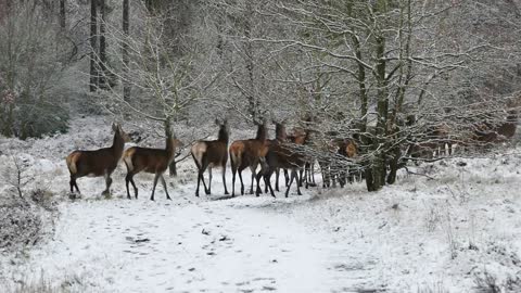 Group of deers enjoying their winter