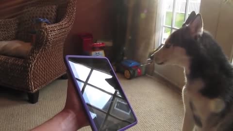 Husky Dog Sings with iPAD - Better than Bieber! (Now on iTunes!)