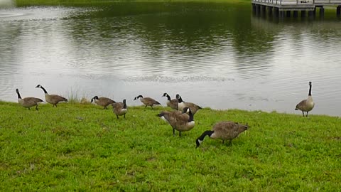 Aggressive geese at pond