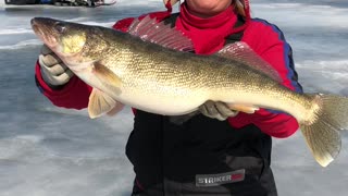 Big Hen Walleye release