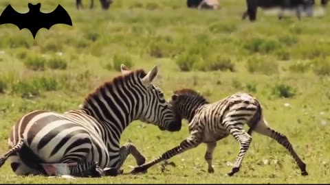 The lion jumped in the air and bit the zebra's neck fiercely