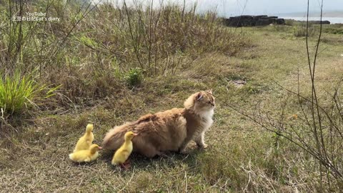 This is how the cat tamed the duckling_The cat took the little duck to swim in the sea.So funny cute