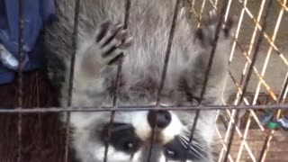 Raccoon lays on his back in cage in truck