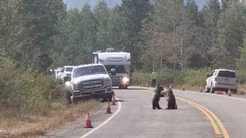 Bear Wrestling On The Road
