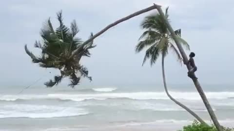 Don't try this if you are cutting the coconut tree