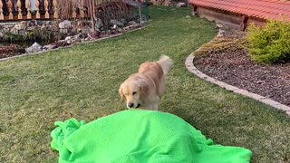 Dog Confused by Disappearing Owner