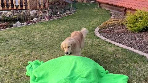 Dog Confused By Disappearing Owner