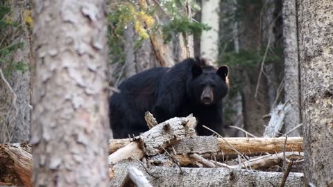 Black Bear Animal Humble Around In Jungle