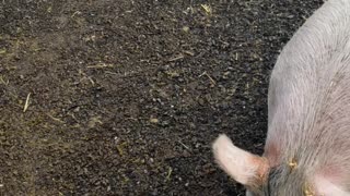 Mud control for swine/pigs #4