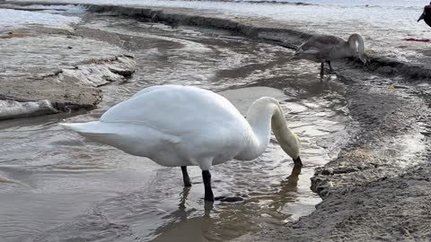 MOST BEAUTIFUL BIRDS IN NATURE 20