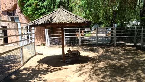 The two deer fell asleep in the heat