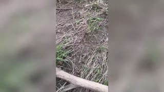 A little Jack Russell Terrier crosses the river