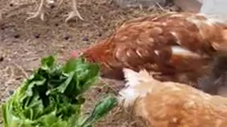 Chickens eating lettuce