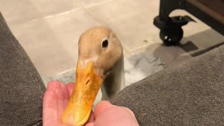 Duck Chows Down on Delicious Peas