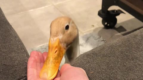 Duck Chows Down on Delicious Peas