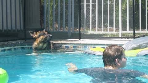German Shepherd naps on pool float; Golden Retriever treads water