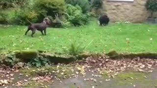 Brown dog barking at black cat