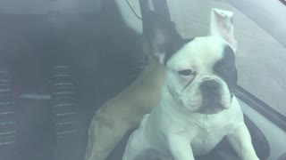 French Bulldogs Have No Patience