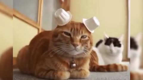 Funny Cats ... Part Two