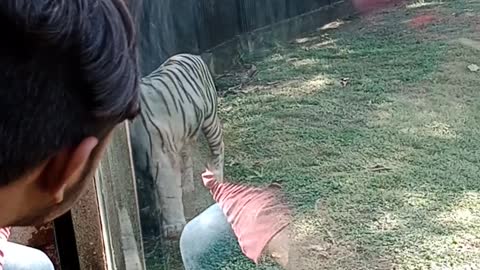 White tiger in delhi zooo