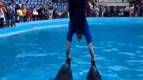 World famous dolphin video