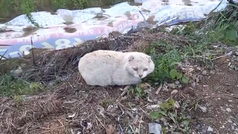 A cat with both ears cut off and a sad friend.2